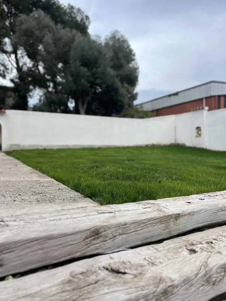 Césped sembrado y nacido junto a un muro blanco, con traviesas de madera en primer plano