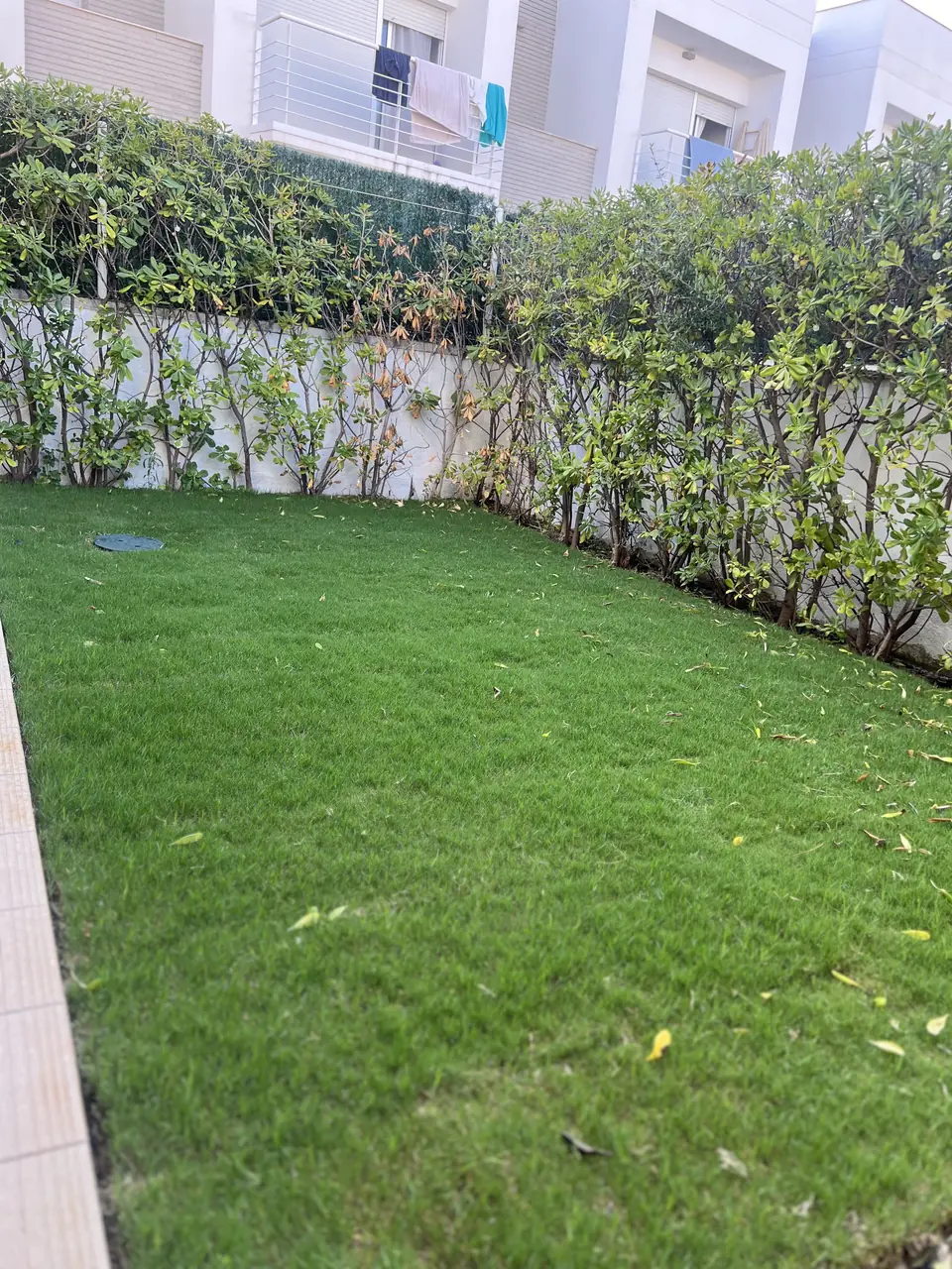 Césped en tepe recién instalado en el jardín de una planta baja