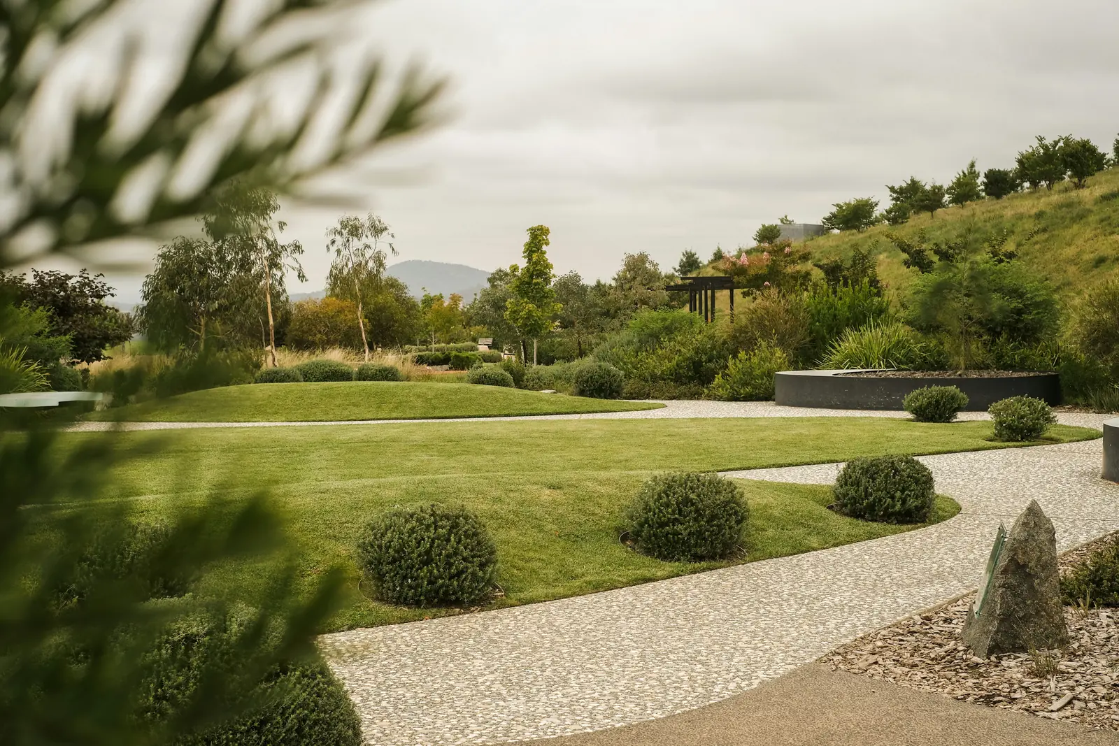 Landscaped garden with curving lawn, shrub balls and a gravel path