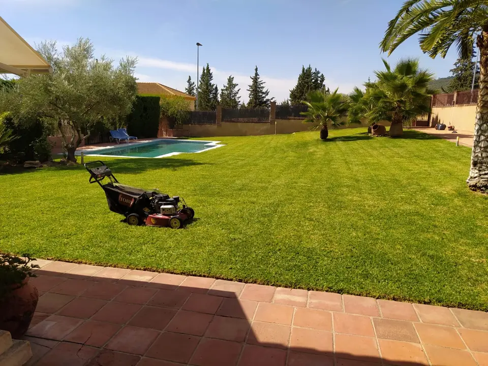 Césped recién cortado junto a la piscina, con palmeras y olivos al fondo