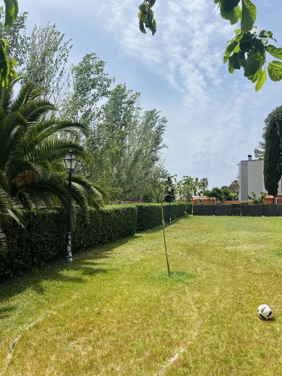 Jardín grande con palmeras y seto perimetral después de un mantenimiento