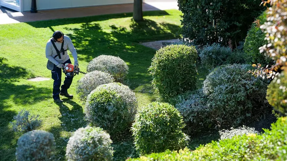 Jardinero recortando arbustos en forma de bola durante un mantenimiento