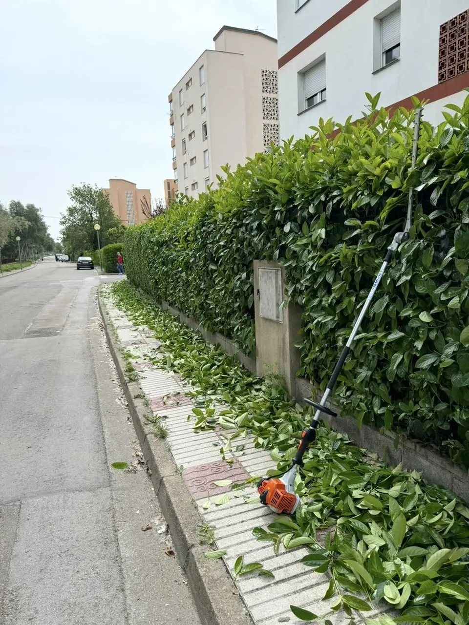 Recorte de un seto de valla junto a la acera con cortasetos de pértiga