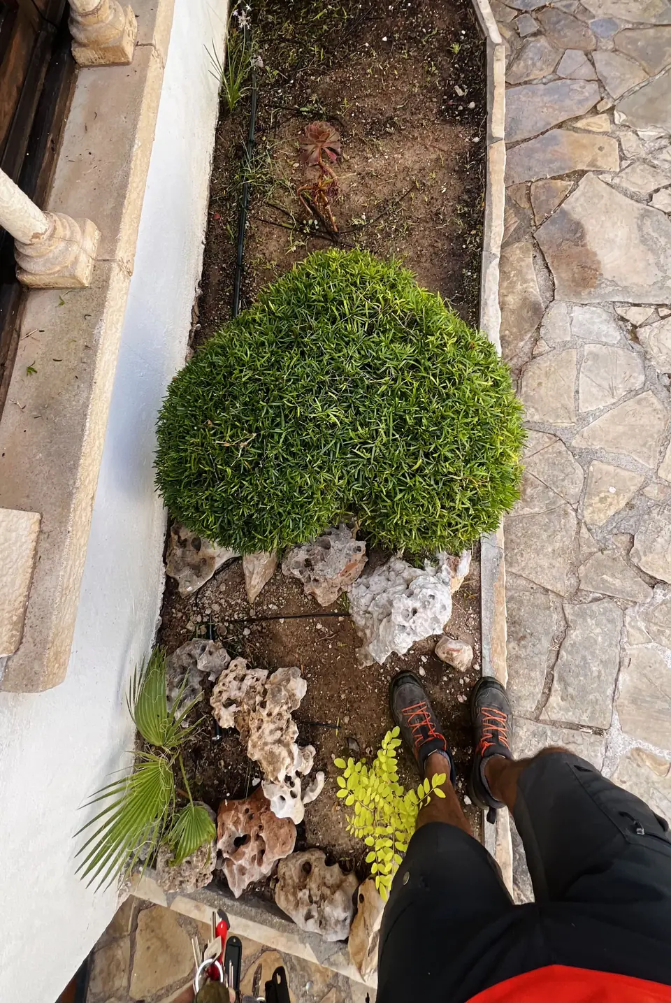 Arbusto podado en forma de corazón en un parterre con piedras